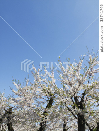 櫻花和天空 櫻花和天空 32741746