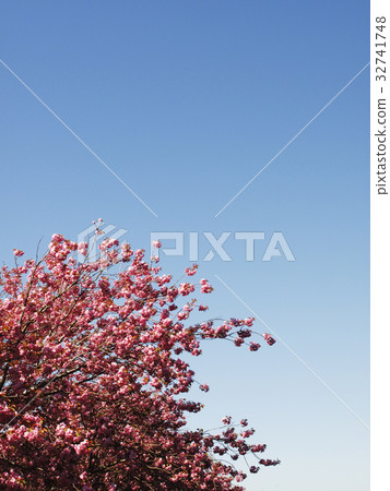 Red Cherry blossoms in full bloom 32741748
