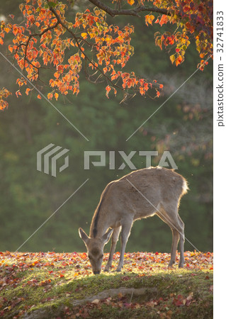Autumn leaves of deer and Nankin Haze 32741833