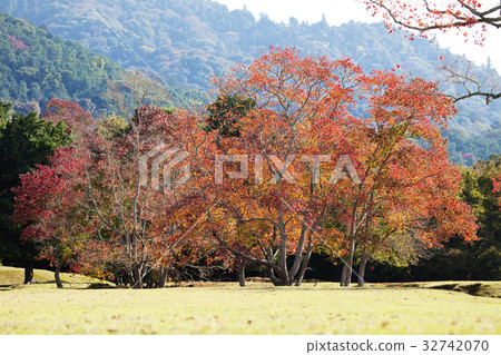 Autumn leaves Nankin Haze in Nara Park 32742070