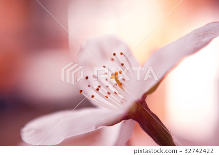 Up of cherry blossoms Up of cherry blossoms 32742422