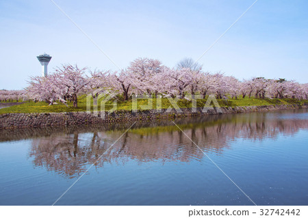 水面和櫻花 32742442