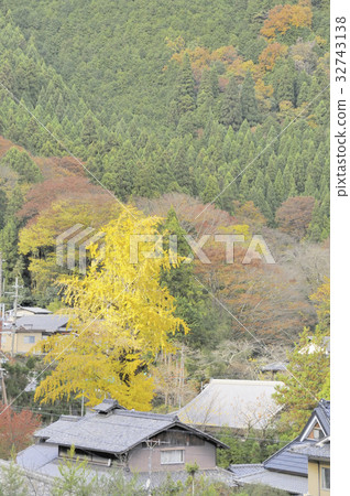 Ginkgo in full bloom Ginkgo in full bloom 32743138