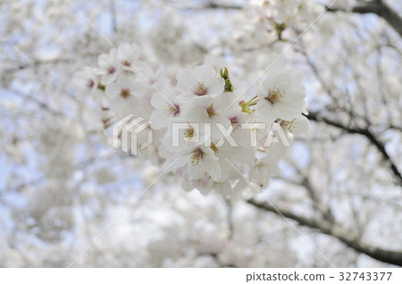 Cherry petals 32743377