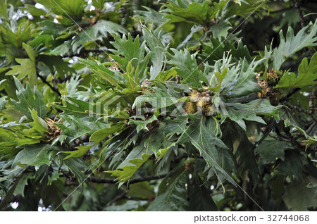 樹·孔雀柏市Cashewa 32744068