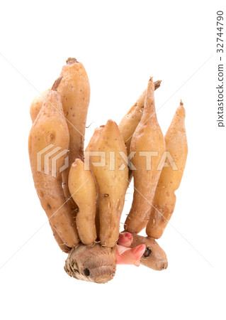 Galingale Galingale 32744790