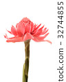 red torch ginger 32744855