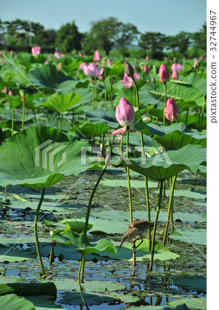 Niigata Prefecture Nature 32744967