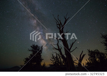 The 5000 year old pine and Milky Way Galaxy 4 in the Bristle Corn Pine Forest The 5000 year old pine and Milky Way Galaxy 4 in the Bristle Corn Pine Forest 32745323