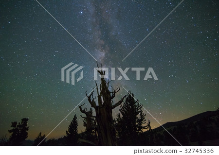 The 5000 year old pine and Milky Way Galaxy 5 in the Bristle Corn Pine Forest 32745336