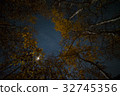 Moonlit Night Foliage Aspen 2 of Eastern Sierra, California 32745356