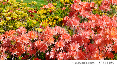 blooming rhododendron against green lawn blooming rhododendron against green lawn 32745469