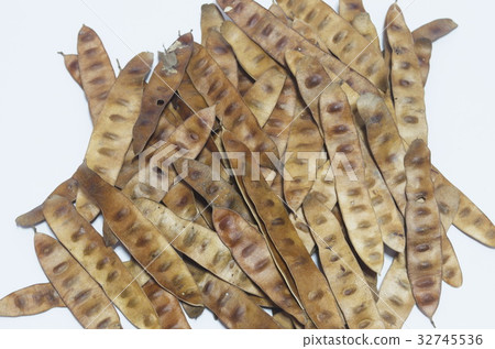 Brown Pods of Leucaena leucocephala tree Brown Pods of Leucaena leucocephala tree 32745536