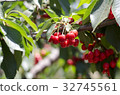 Red sweet cherries on the branch 32745561