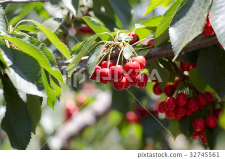 Red sweet cherries on the branch 32745561