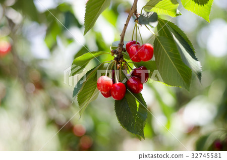 Red sweet cherries on the branch 32745581