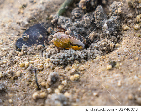 colorful crabs living on the beach colorful crabs living on the beach 32746078