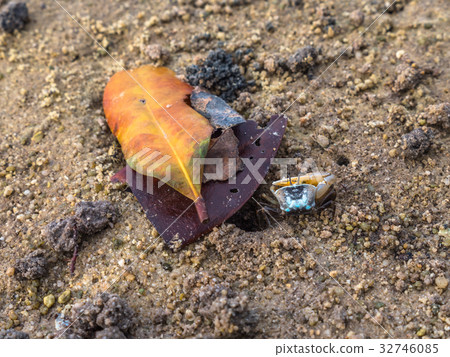 colorful crabs living on the beach 32746085