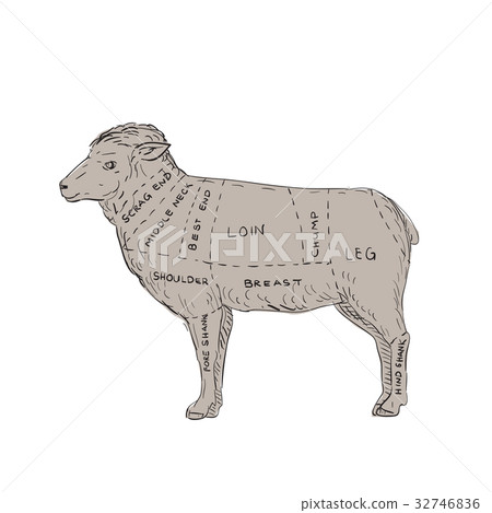Vintage Lamb Meat Cut Map Drawing Vintage Lamb Meat Cut Map Drawing 32746836
