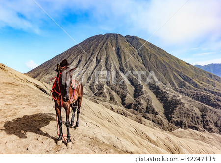Horses for tourist rent at Mount Bromo  32747115