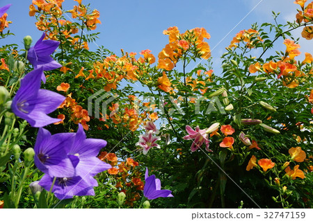 Flower of Kakogawa Ensho-ji taken on July 3 Flower of Kakogawa Ensho-ji taken on July 3 32747159