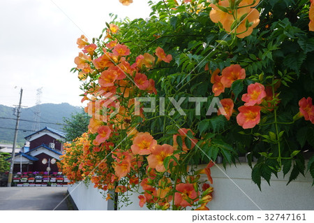 Flower of Kakogawa Ensho-ji taken on July 3 Flower of Kakogawa Ensho-ji taken on July 3 32747161