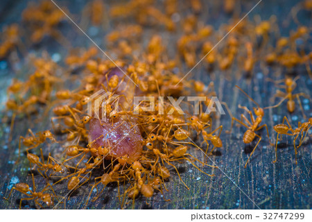 group red ants walking on the tree to success 32747299