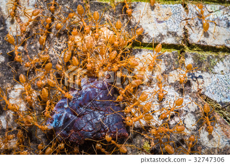group red ants walking on the tree to success group red ants walking on the tree to success 32747306