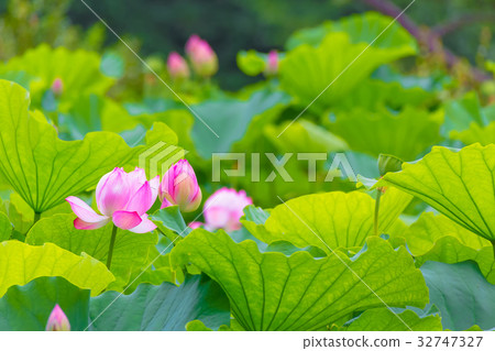 蓮花 蓮花 32747327