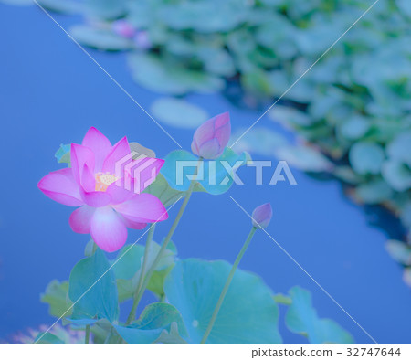 還有一朵蓮花開放的玫瑰 32747644