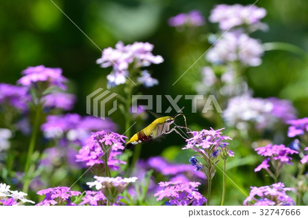 Oos Shishiba and Verbena 32747666