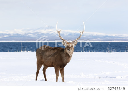 Ezo deer of Nosuke peninsula with Kunigo Island in the background Ezo deer of Nosuke peninsula with Kunigo Island in the background 32747849