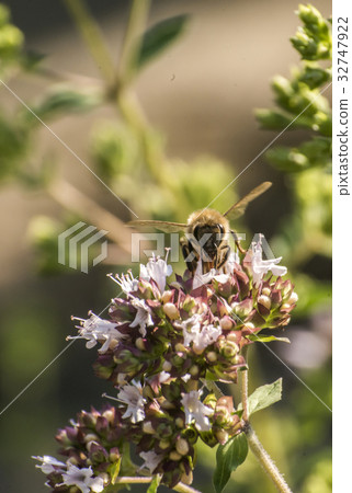 close up of a honey bee extracting nectar form the 32747922