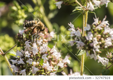 close up of a honey bee extracting nectar form the 32747928