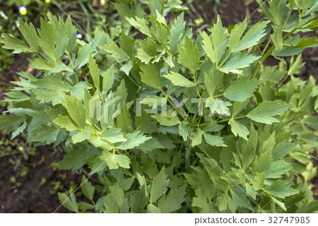 lovage in the garden green leaves, Levisticum 32747985