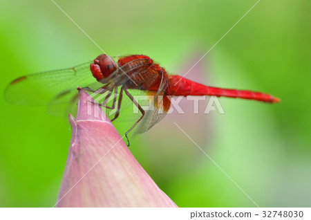 Red dragonfly on the lotus 32748030