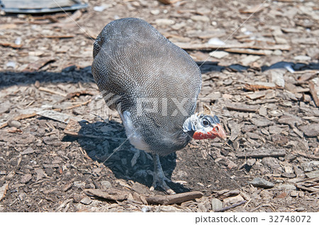 guinea fowl 32748072