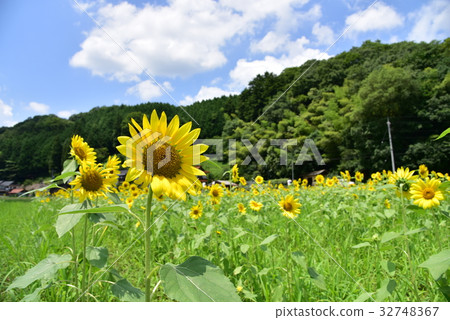 向日葵領域三好市,廣島縣 向日葵領域三好市,廣島縣 32748367