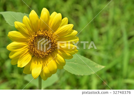 Sunflower field Miyoshi City, Hiroshima Prefecture 32748376