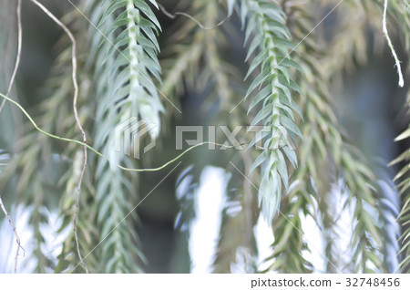 blue Huperzia carinata, Huperzia carinata blue Huperzia carinata, Huperzia carinata 32748456