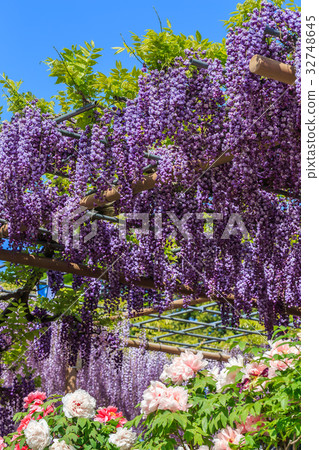 紫藤花 紫藤花 32748645