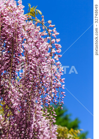 Wisteria flowers Wisteria flowers 32748649