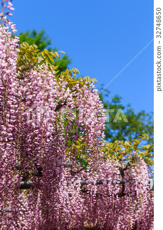 Wisteria flowers Wisteria flowers 32748650