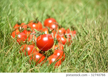 Mini Tomato Mini Tomato 32748766