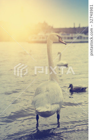 Prague. Swans on the Vltava River . retro effect. Prague. Swans on the Vltava River . retro effect. 32748981
