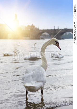 Prague. Swans on the Vltava River and Charles Brid 32748982