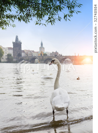 Prague. Swans on the Vltava River and Charles Brid 32748984