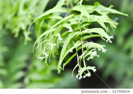 Microsorum punctatum or Mermaid's Tail fern Microsorum punctatum or Mermaid's Tail fern 32749034