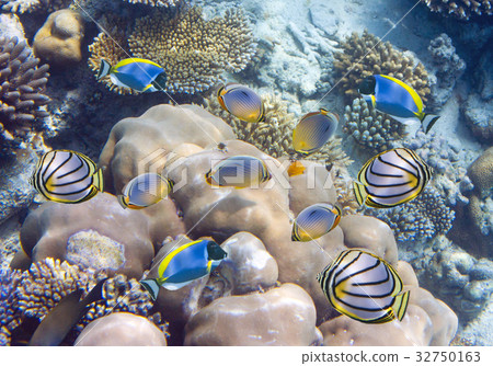 Big pack of tropical fishes over a coral reef 32750163
