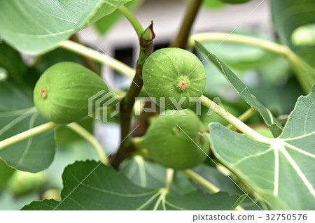 Fig (no fruit) 32750576